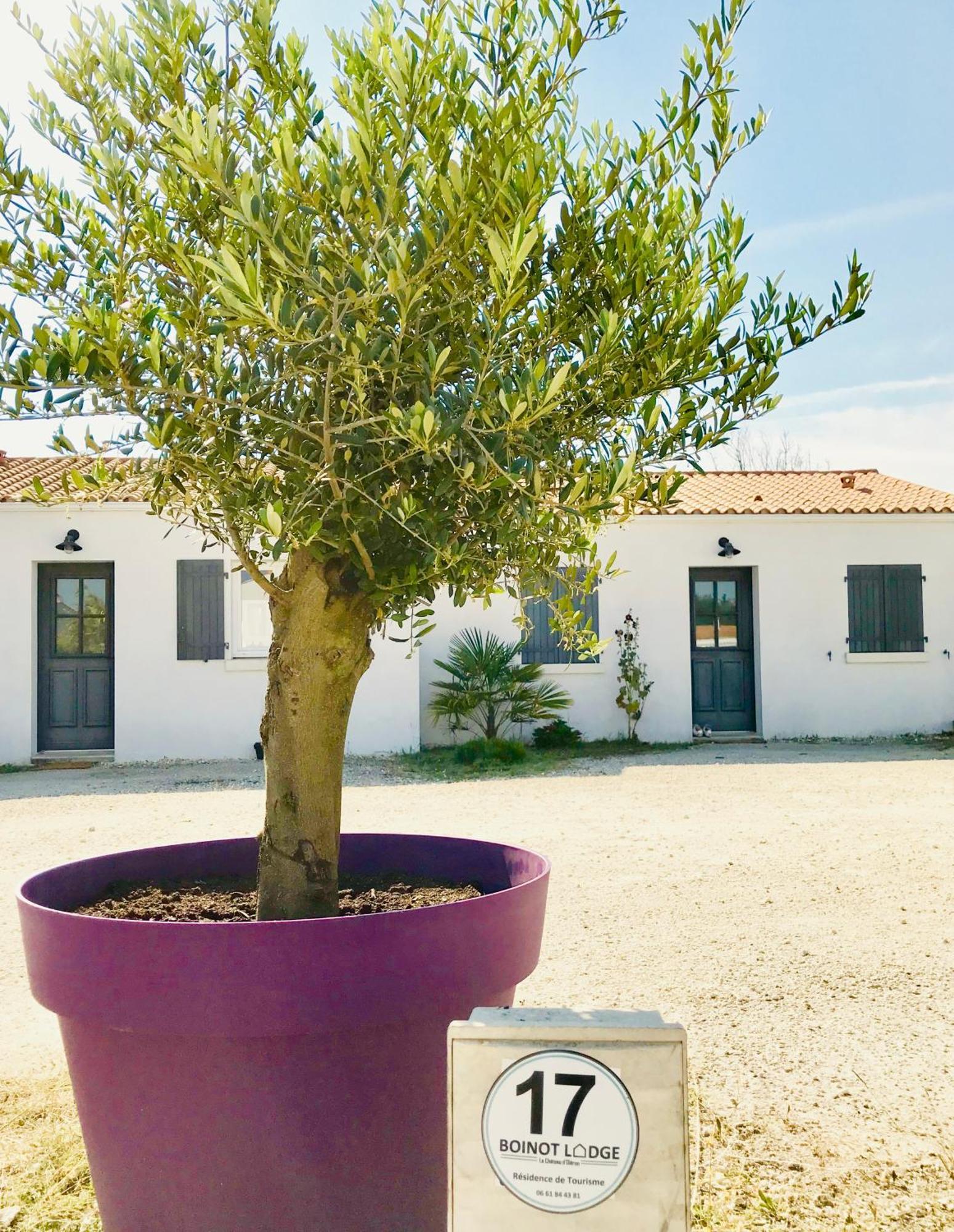 Boinot * Le Chateau-d'Oleron